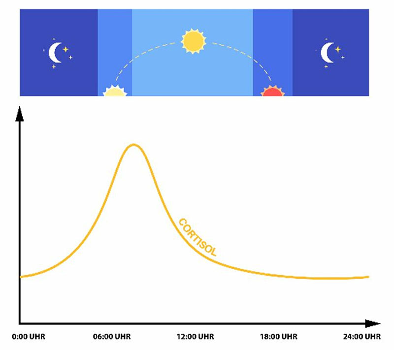 Cortisol im Tagesverlauf