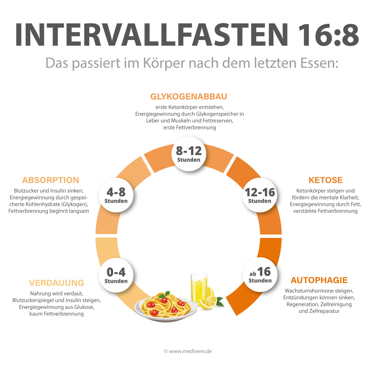 Intervallfasten 16:8 - Phasen des Fastens