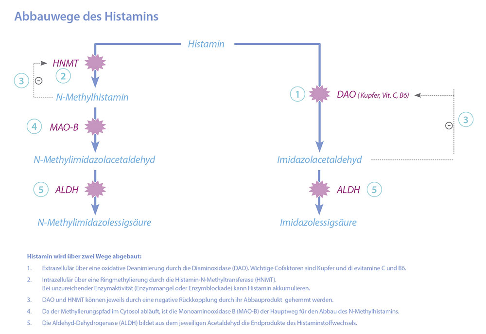 Abbau Histamin