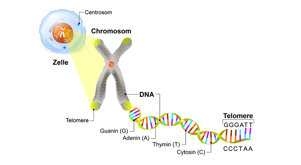 Telomere