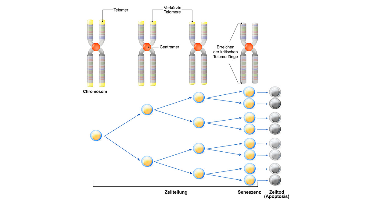Telomere verkürzen sich bei Zellteilung